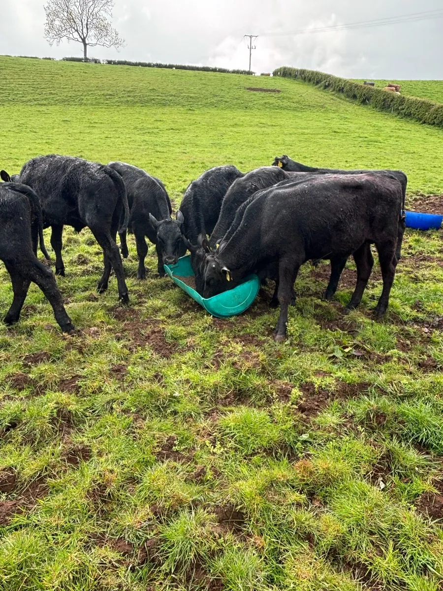 Angus bulls - Image 3