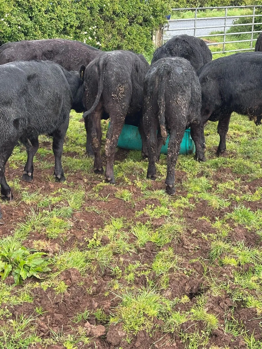 Angus bulls - Image 4