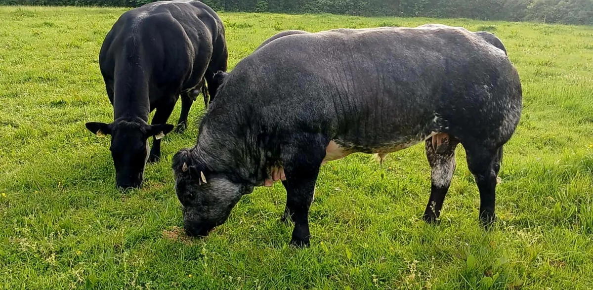 Hybrid Blue Bull - Image 2