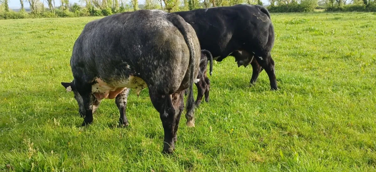 Hybrid Blue Bull - Image 3