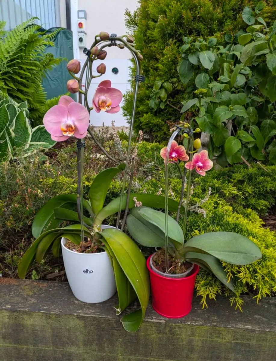 2 beautiful phalaenopsis orchids for sale - Image 1