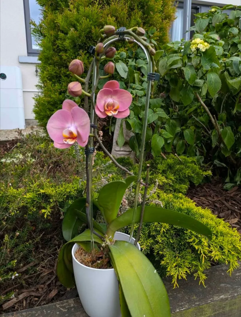2 beautiful phalaenopsis orchids for sale - Image 4