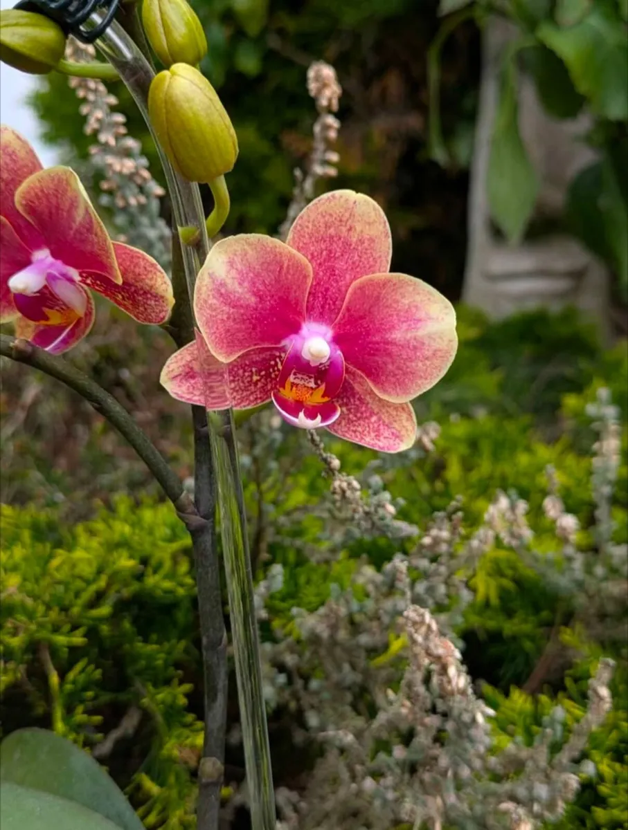 2 beautiful phalaenopsis orchids for sale - Image 2
