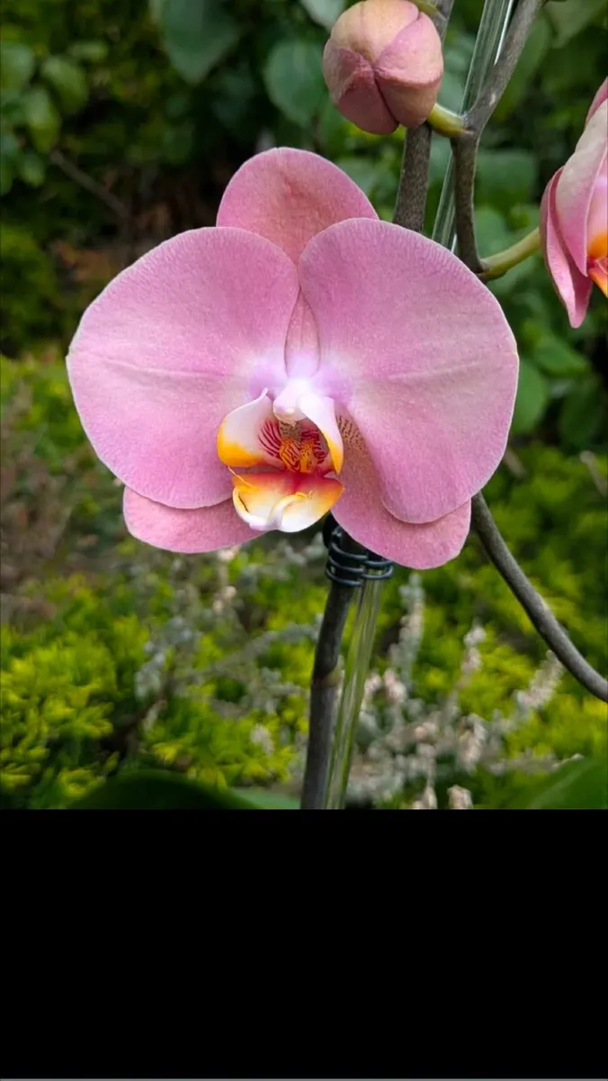 2 beautiful phalaenopsis orchids for sale - Image 3