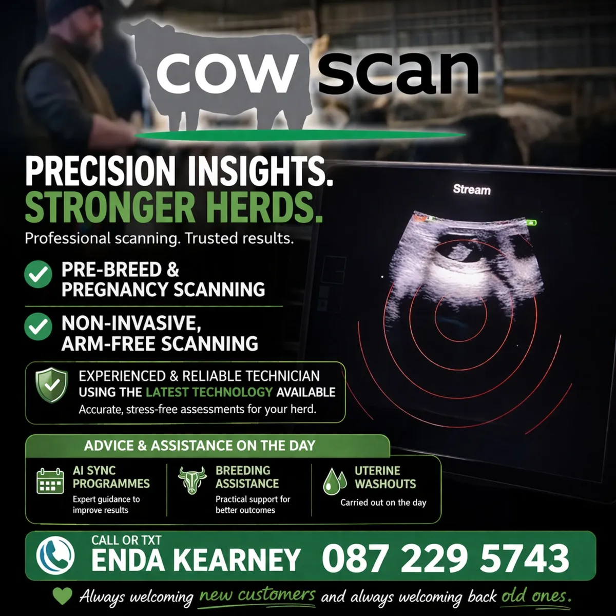 Cattle Scanning and Freeze Branding Service - Image 1