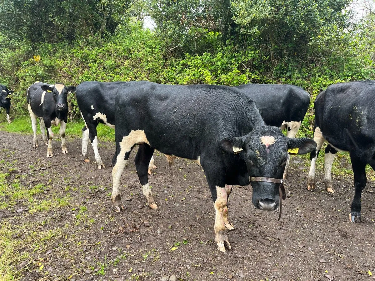 Vasectomised fr bull - Image 1