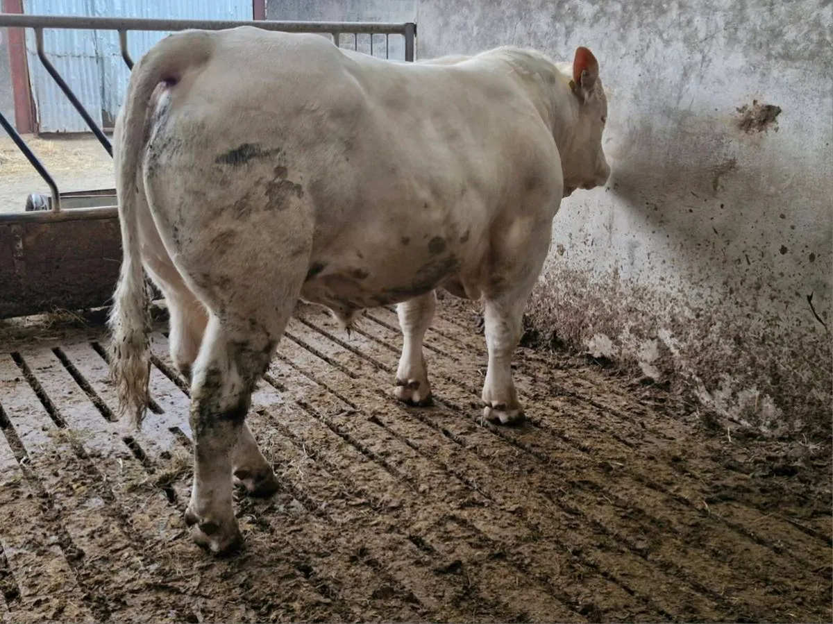 Bulls - Image 2