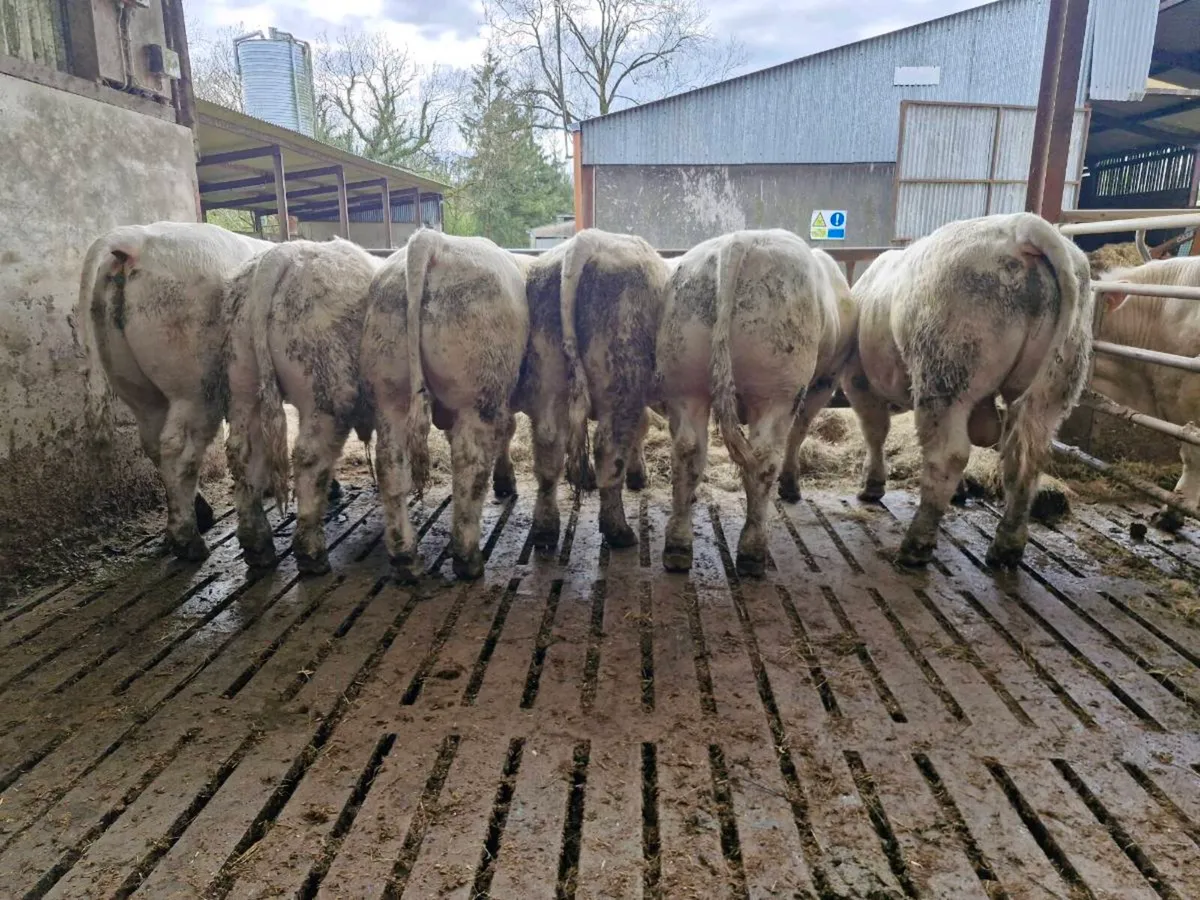 Bulls - Image 1