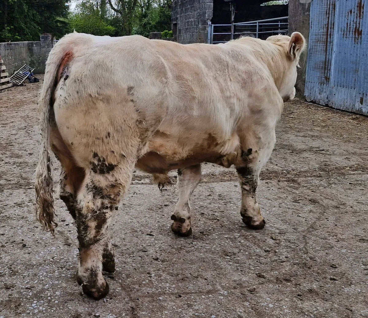 Bulls - Image 3