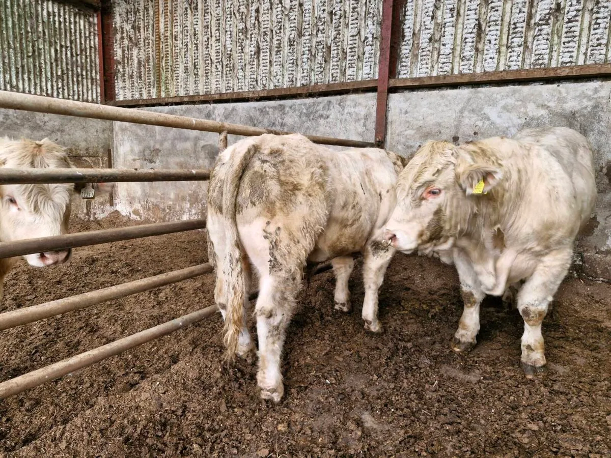 Bulls - Image 4