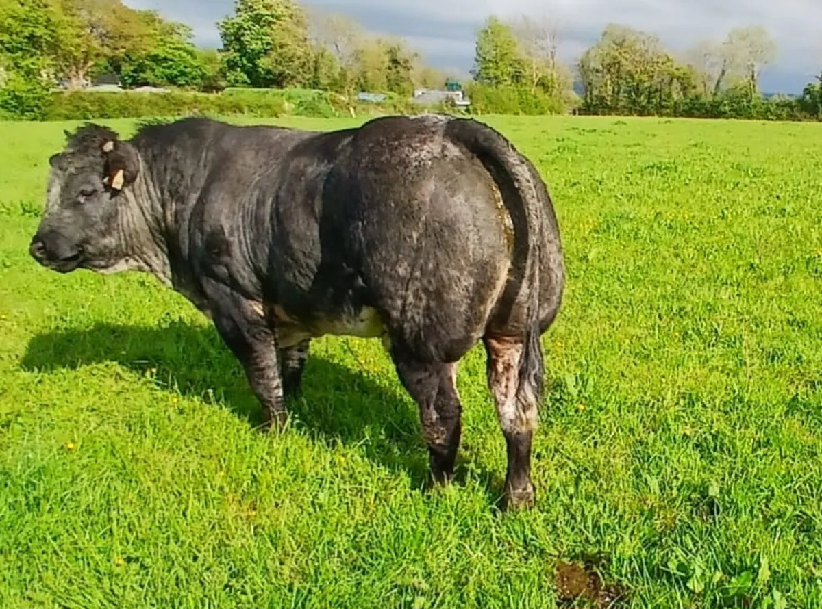 Hybrid Blue Bull - Image 1
