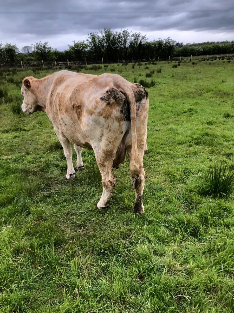 2 Cows & Calves for Sale - Image 2