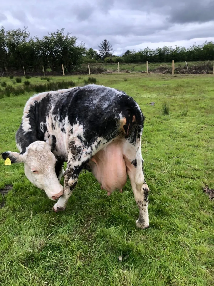 2 Cows & Calves for Sale - Image 3