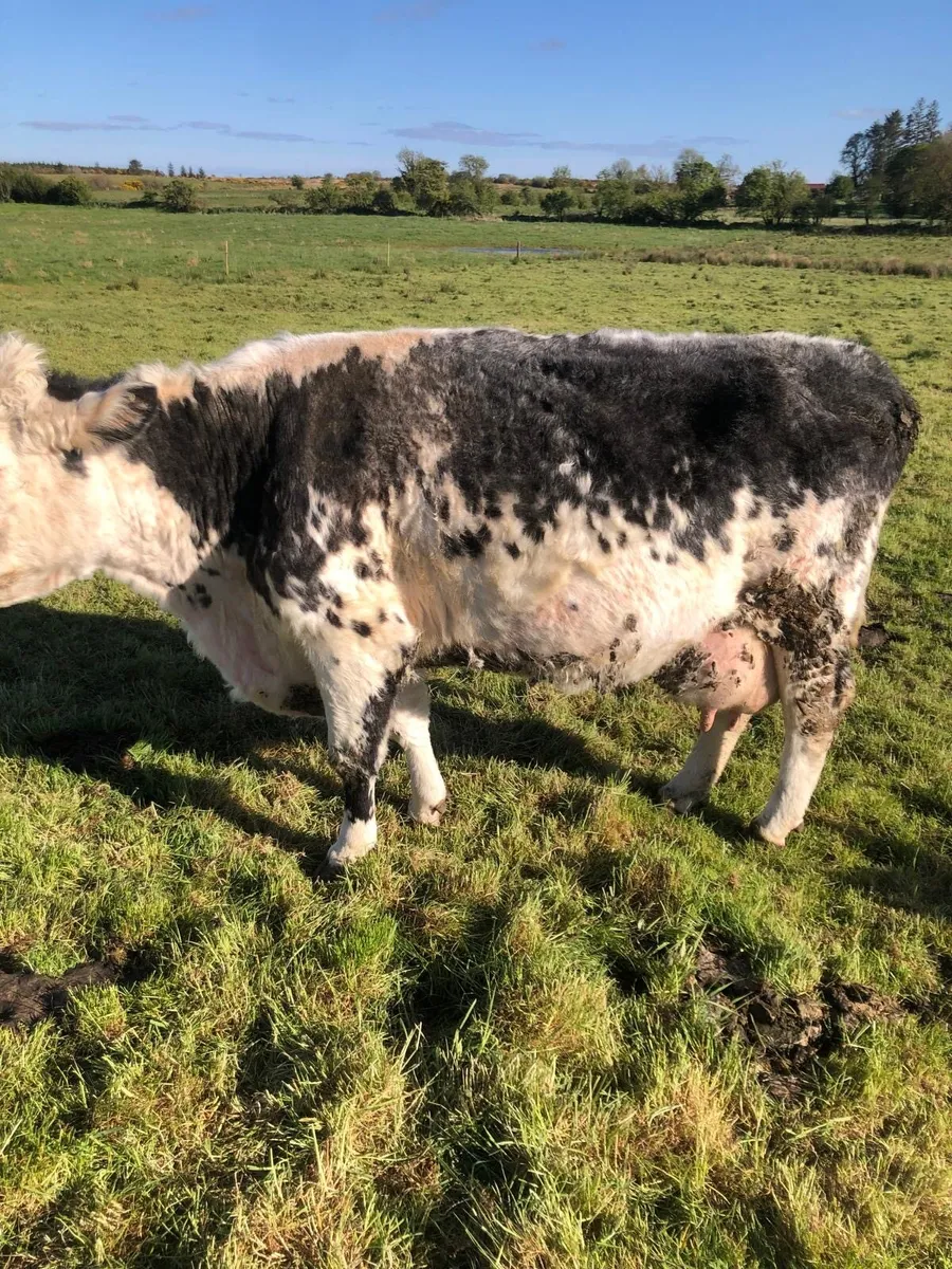 2 Cows & Calves for Sale - Image 4