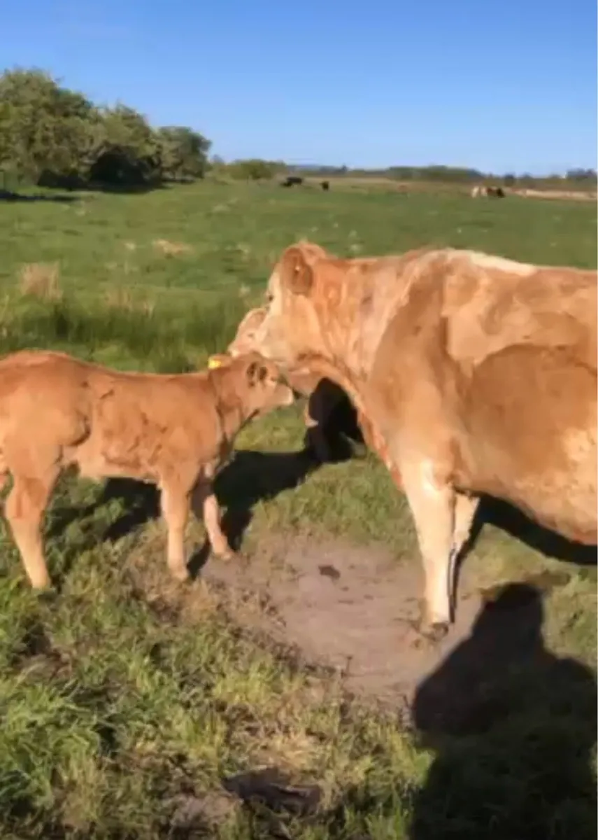 2 Cows & Calves for Sale - Image 1