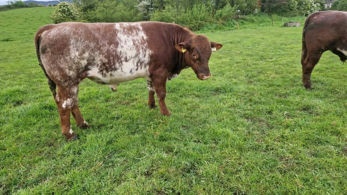 PBNR Beef Shorthorn bull - Image 3