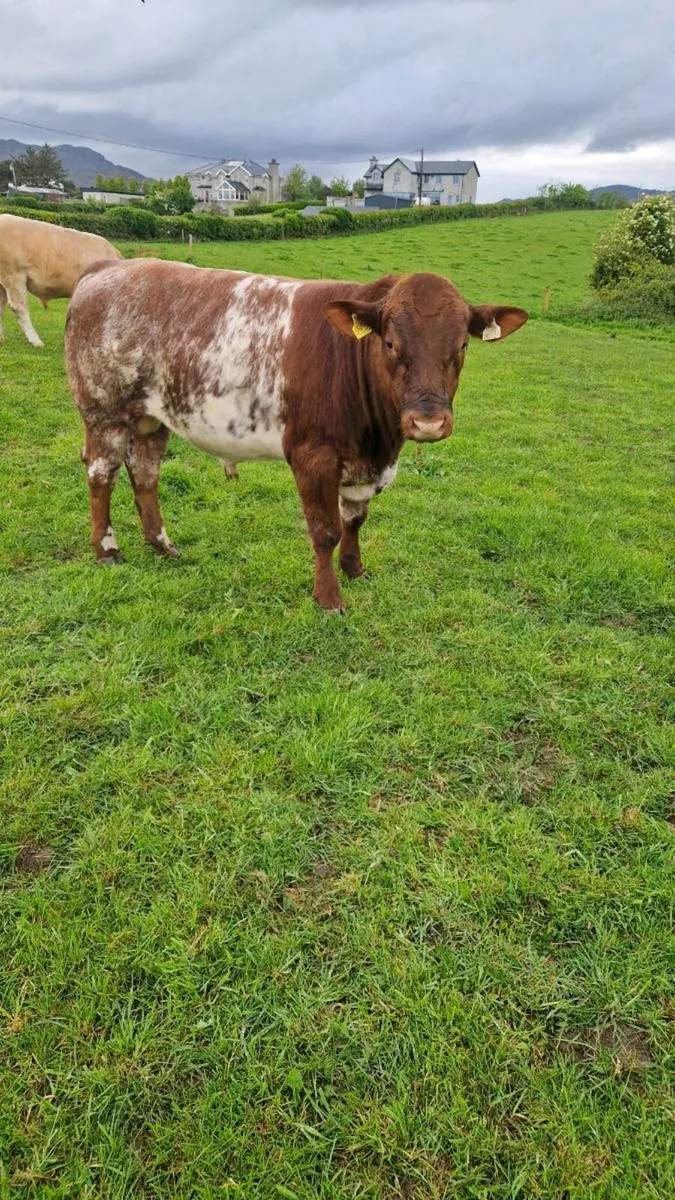 PBNR Beef Shorthorn bull - Image 2