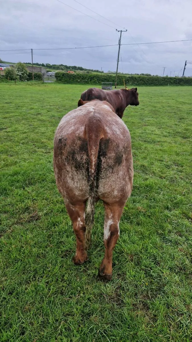 PBNR Beef Shorthorn bull - Image 4