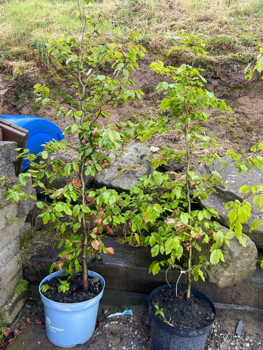 Potted beech hedge - Image 2