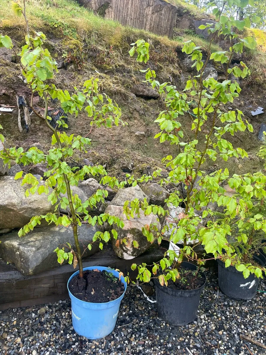 Potted beech hedge - Image 1