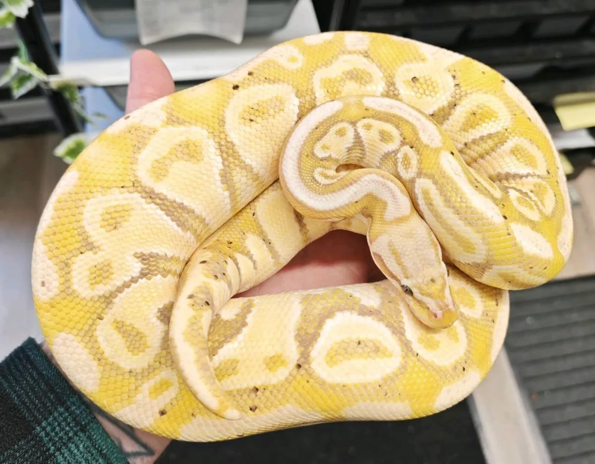 Royal python