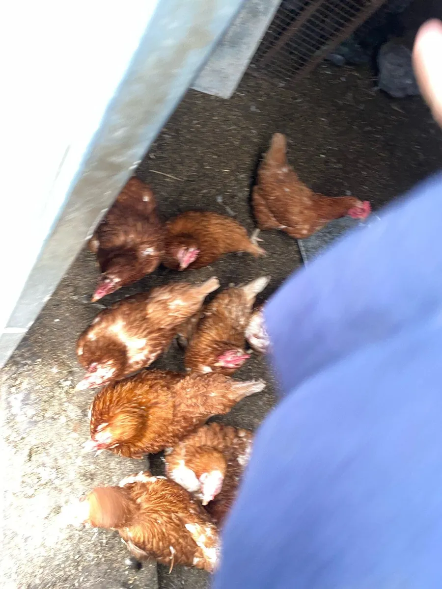 Hens and cocks - Image 1