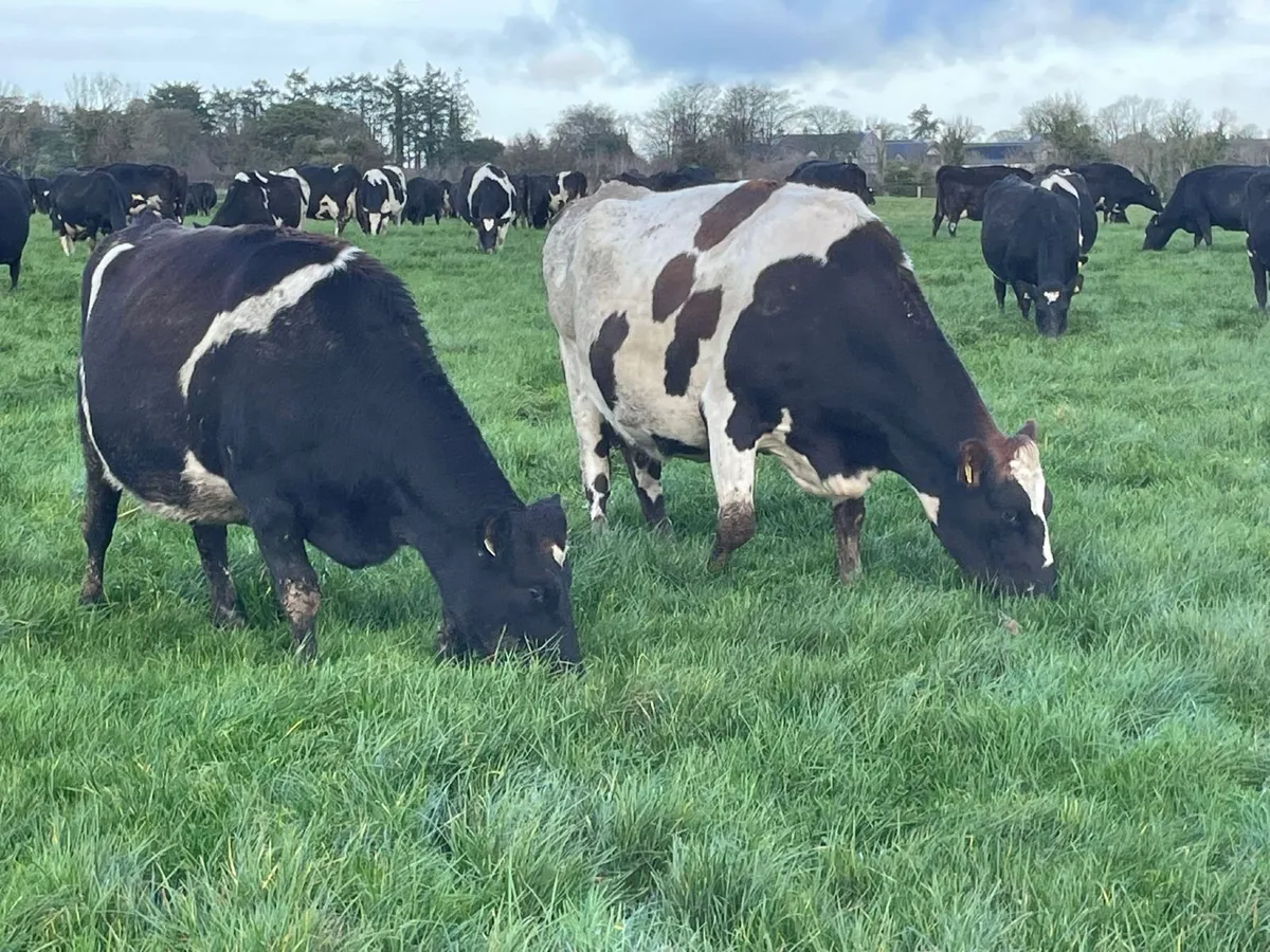 Relief milker wanted