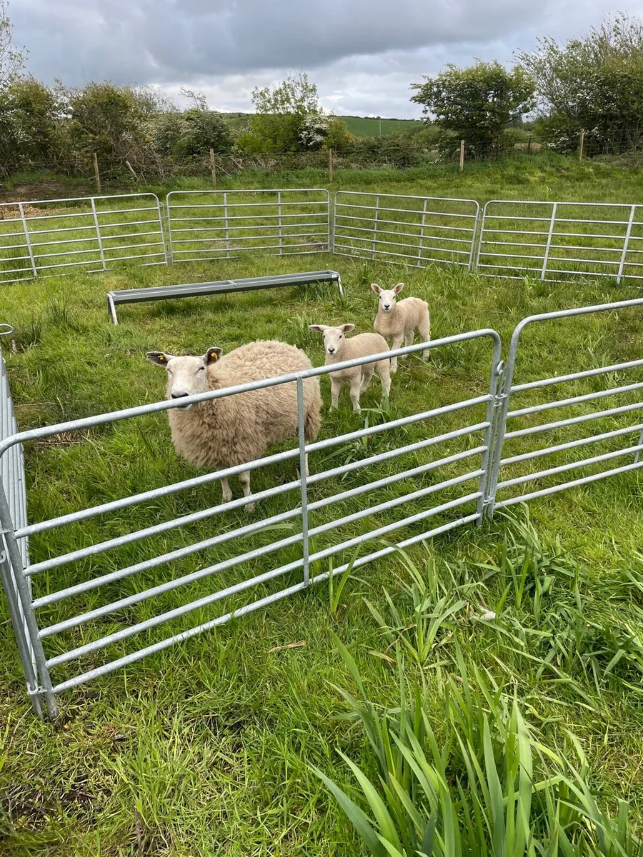 Ewes with lambs at foot - Image 1