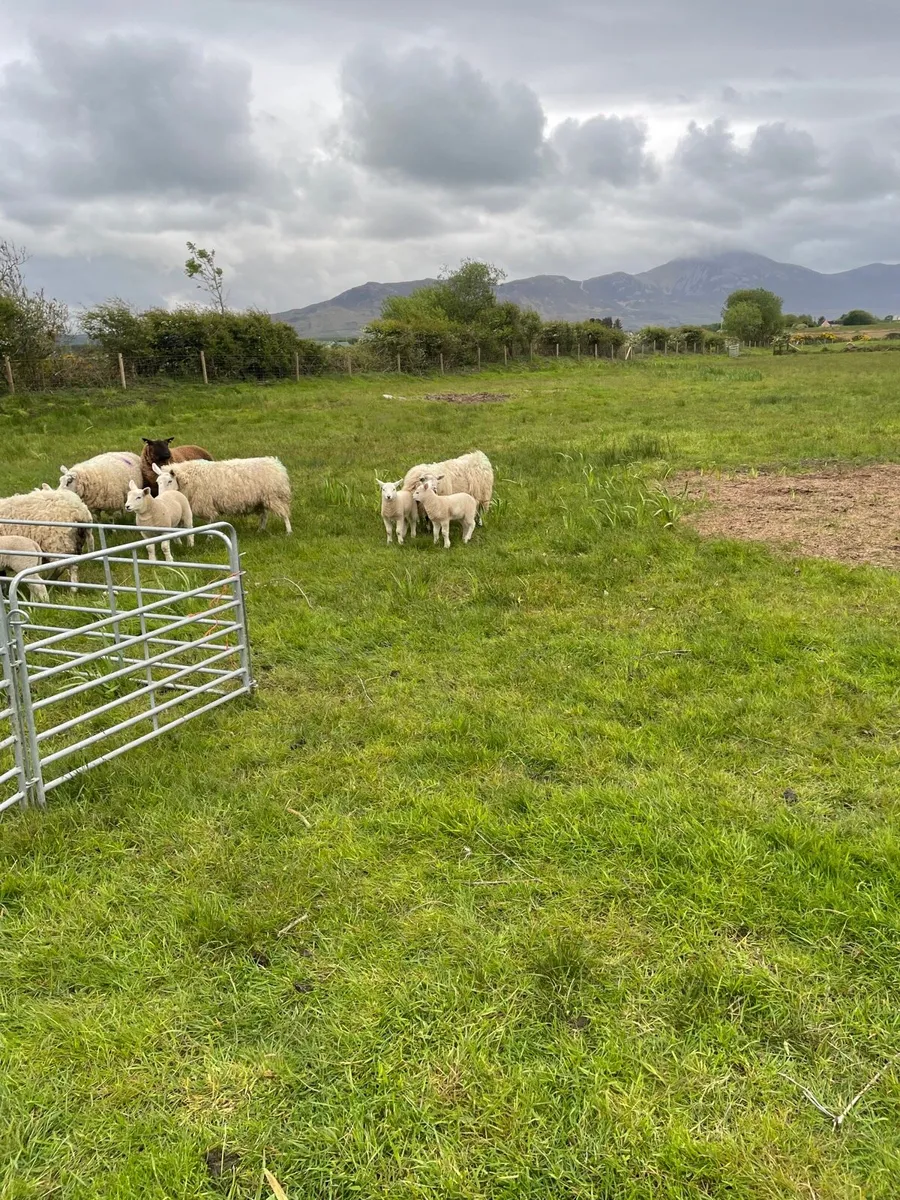 Ewes with lambs at foot - Image 2