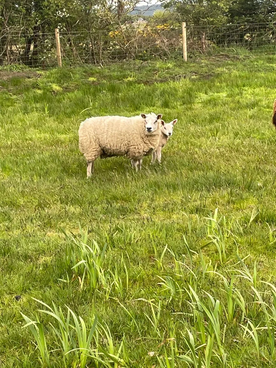 Ewes with lambs at foot - Image 3