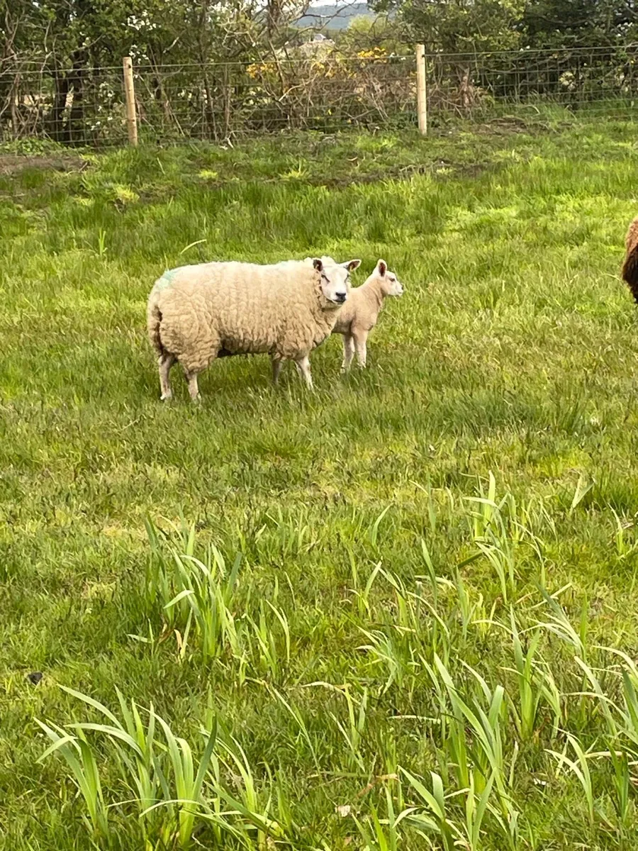 Ewes with lambs at foot - Image 4