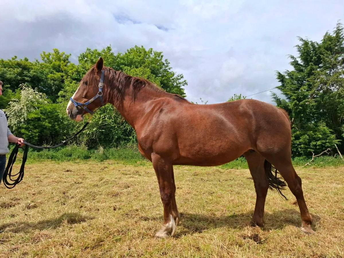 Irish Draught Mare - Image 2