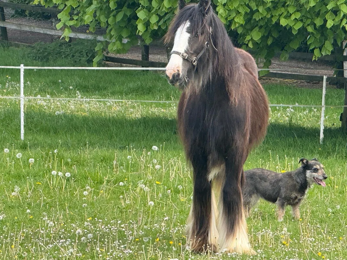 Yearling filly - Image 3