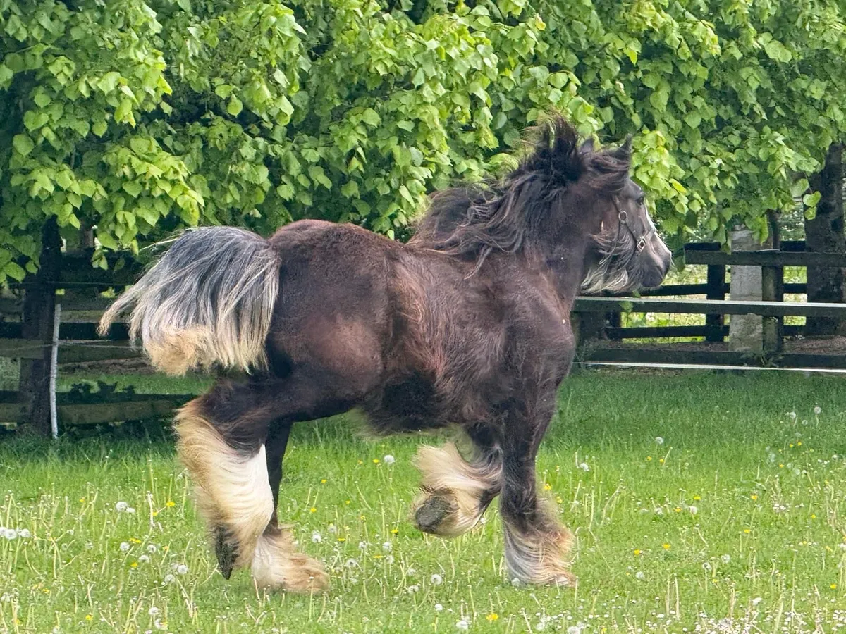 Yearling filly - Image 1