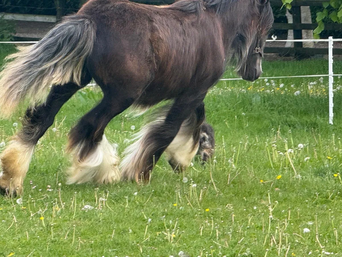 Yearling filly - Image 4