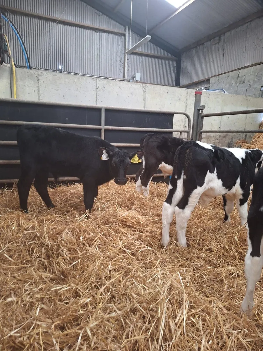 5 Aberdeen and 5 Hereford calves for sale - Image 2