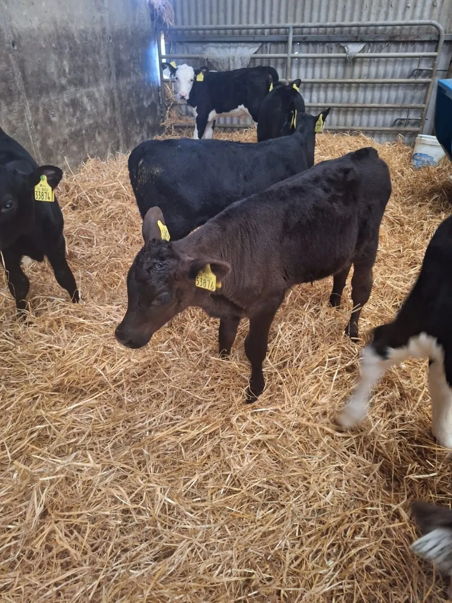 5 Aberdeen and 5 Hereford calves for sale - Image 3