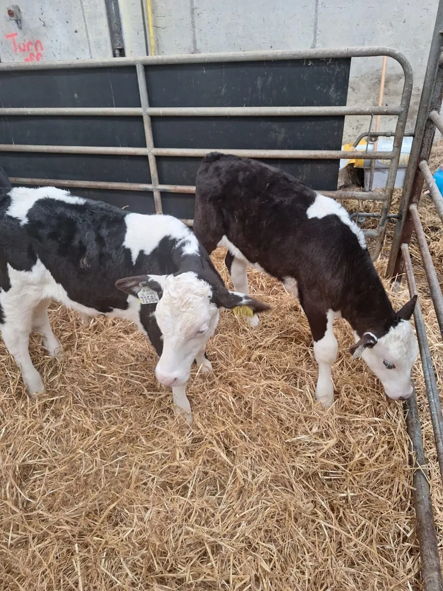 5 Aberdeen and 5 Hereford calves for sale - Image 4