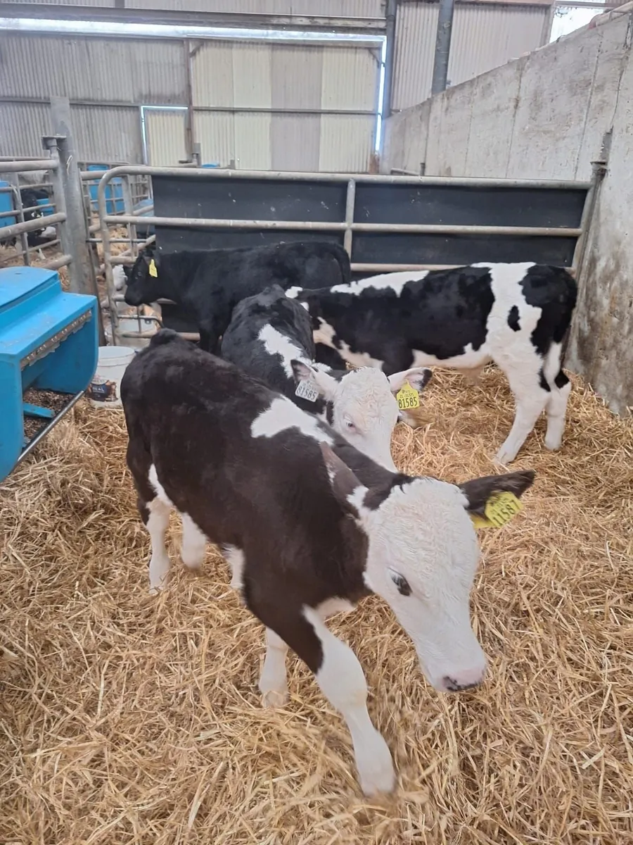 5 Aberdeen and 5 Hereford calves for sale - Image 1