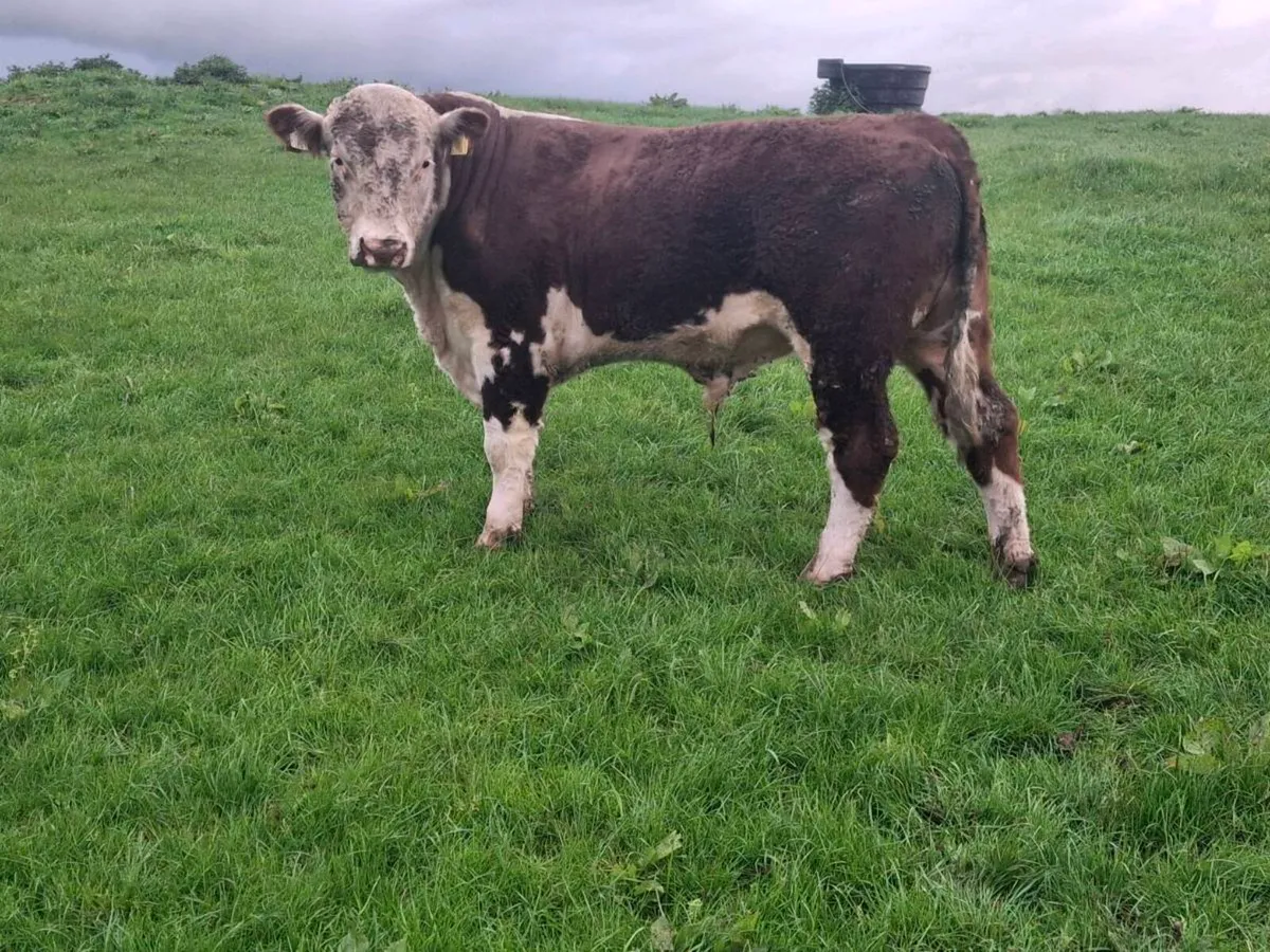 Hereford Bull - Image 2