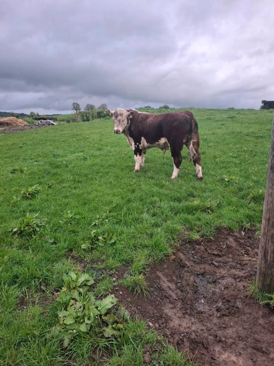 Hereford Bull - Image 3