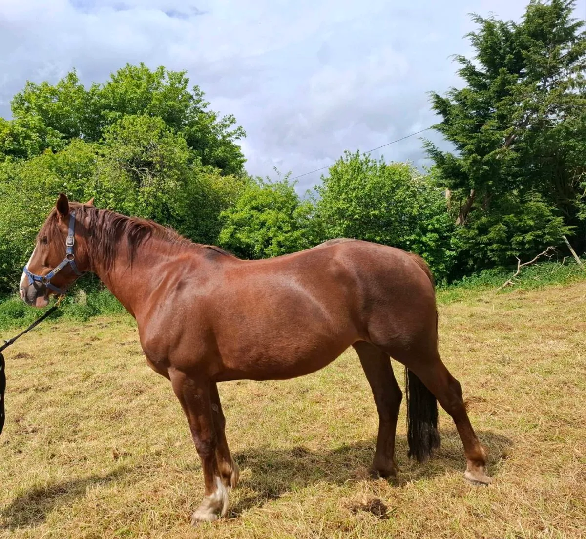 Irish Draught Mare - Image 3