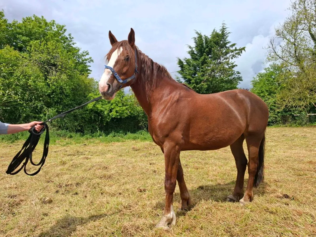 Irish Draught Mare - Image 4