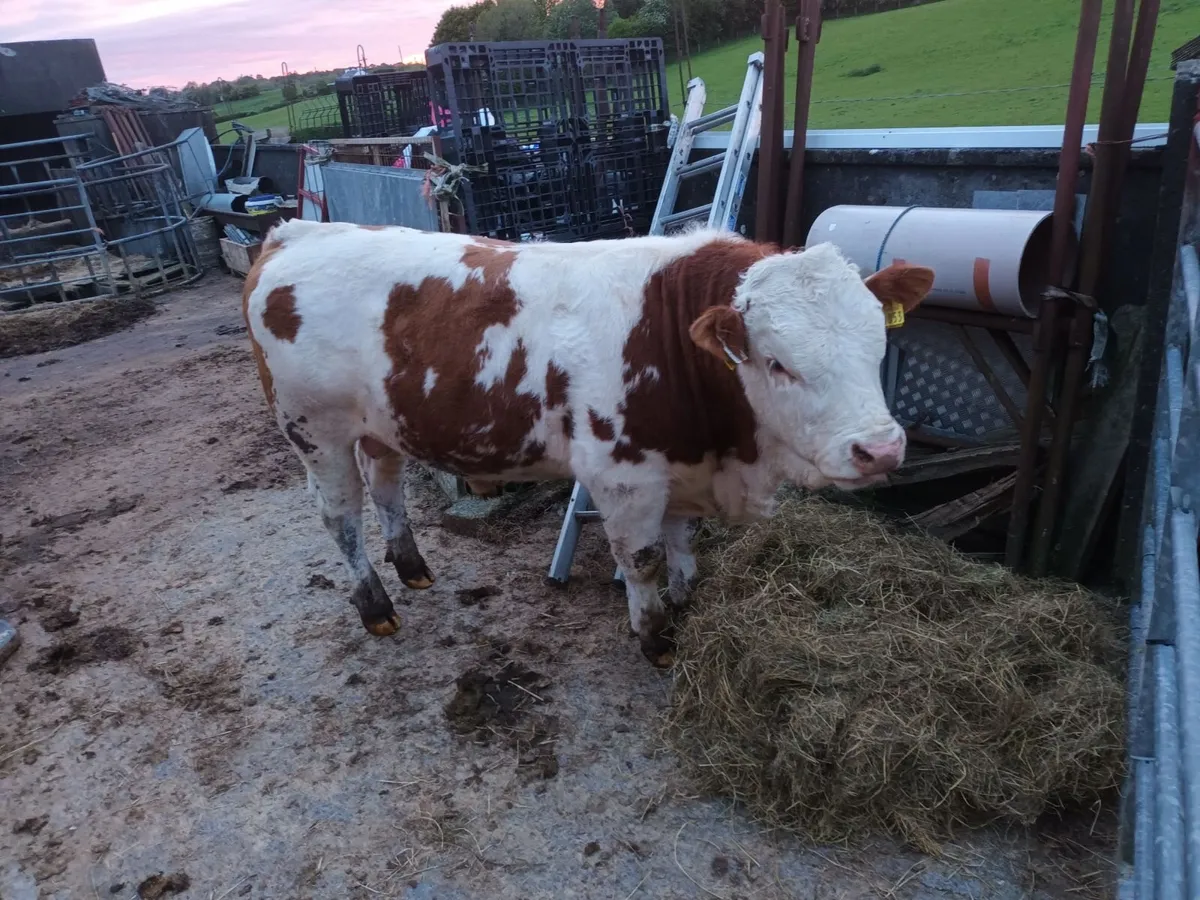 13 months old Simmental  Bull - Image 3