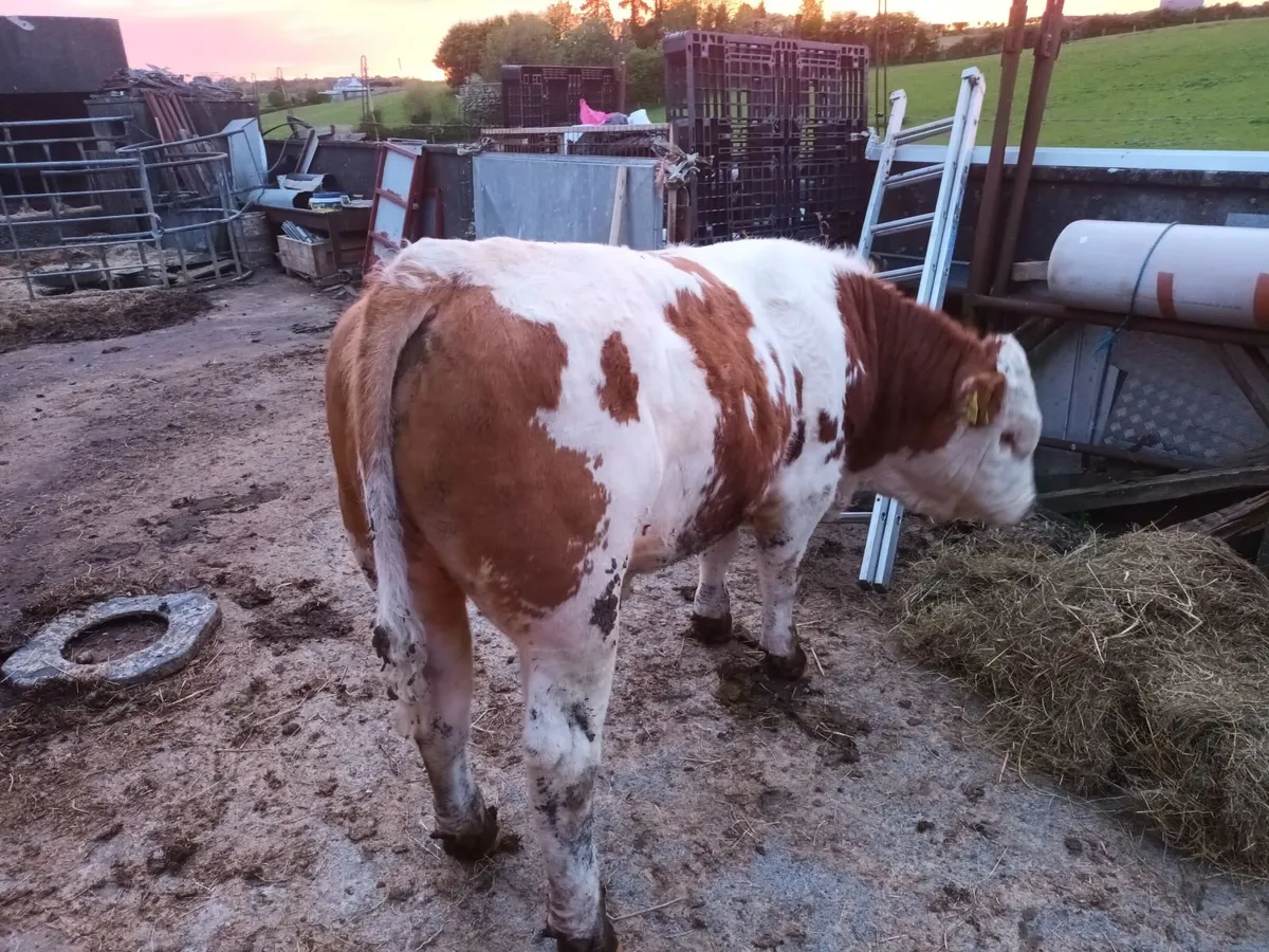 13 months old Simmental  Bull - Image 4