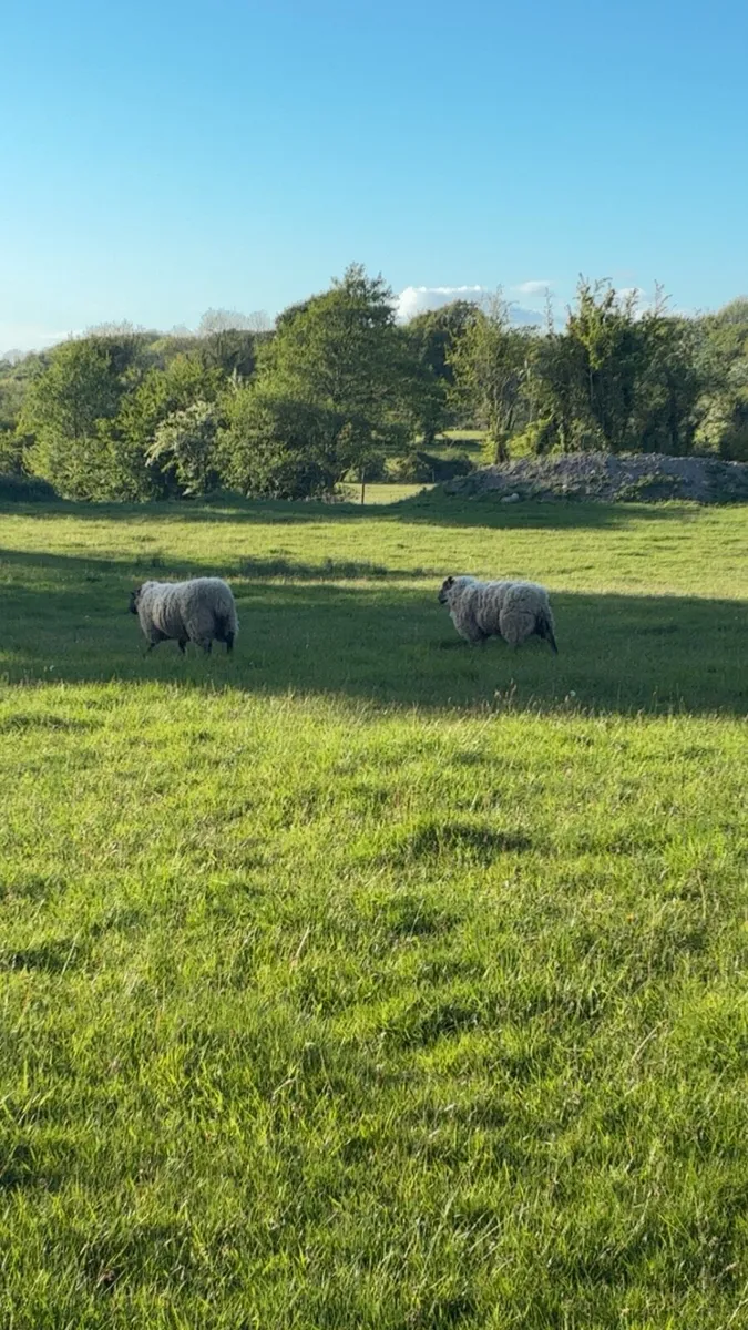 Ewe hoggets - Image 3