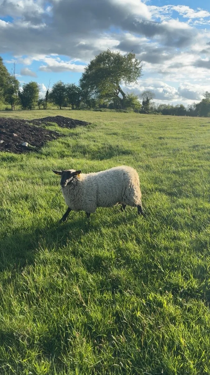 Ewe hoggets - Image 1