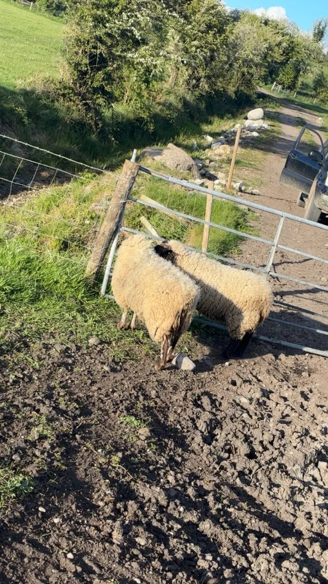 Ewe hoggets - Image 4