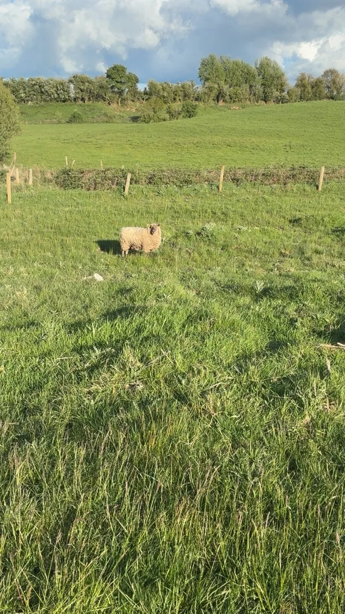 Ewe hoggets - Image 2