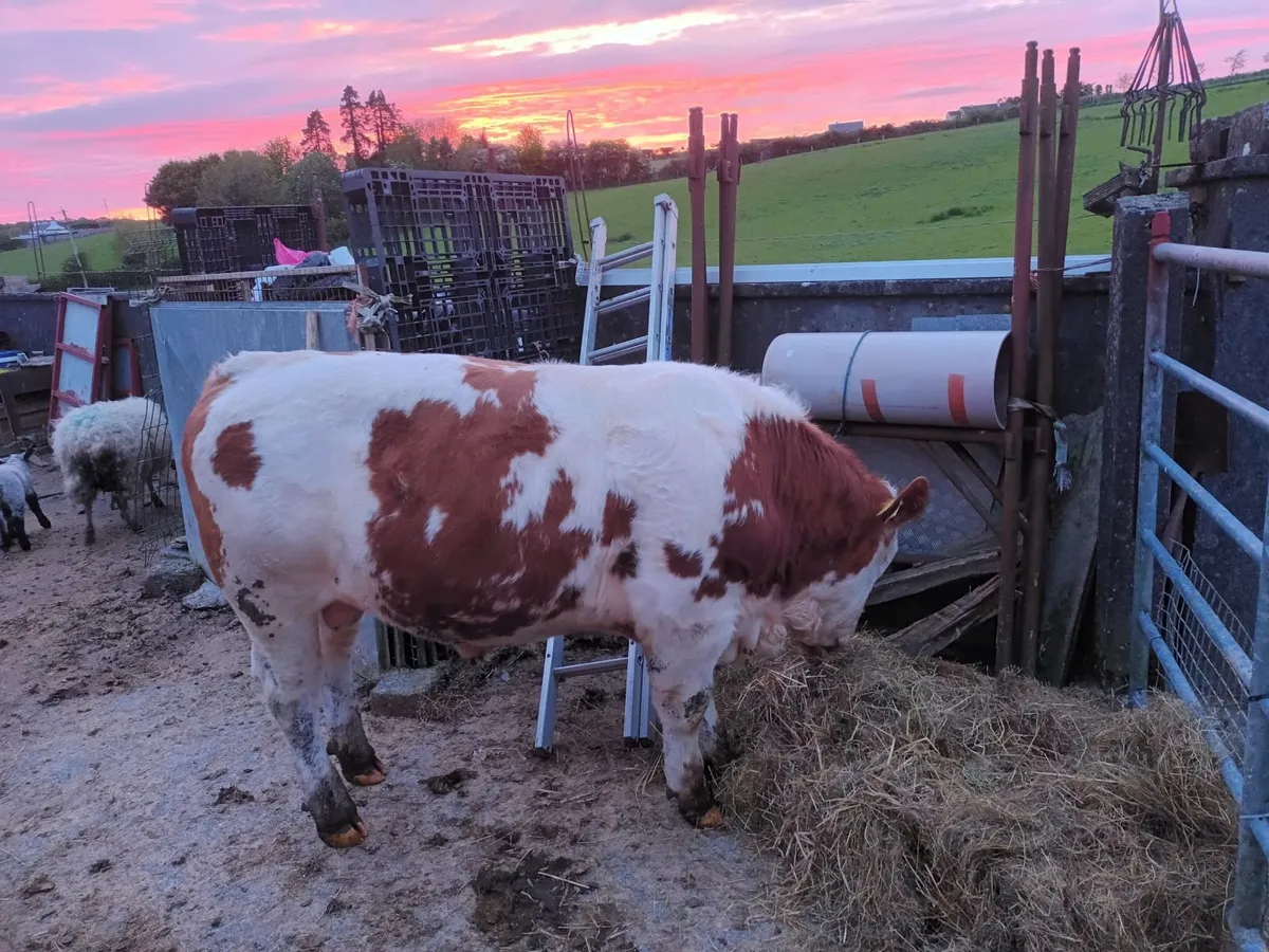 13 months old Simmental  Bull - Image 2